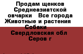 Продам щенков Среднеазиатской овчарки - Все города Животные и растения » Собаки   . Свердловская обл.,Серов г.